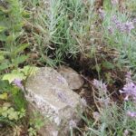 Schildkrötengehege Bepflanzung - Strukturierung mit Gehegepflanzen – Naturnahe Bepflanzung im Schildkrötengehege