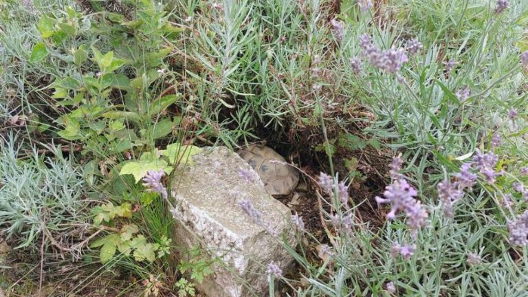 Schildkrötengehege Bepflanzung - Strukturierung mit Gehegepflanzen – Naturnahe Bepflanzung im Schildkrötengehege