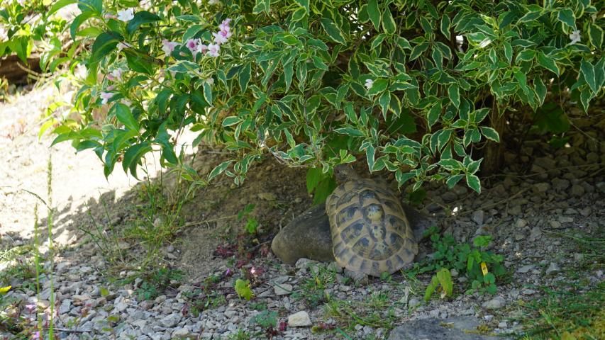 Die Weigelie dient in unserem Gehege als Versteck- als auch Futterpflanze