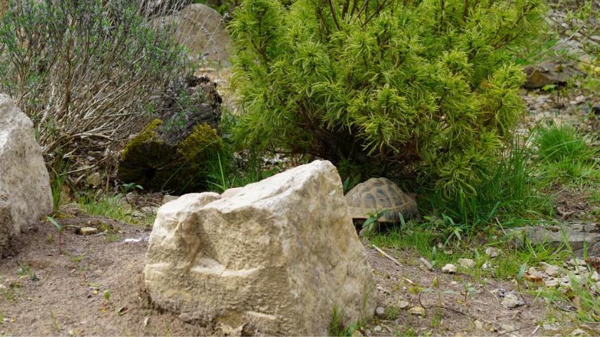 Ein sogenannter Wasserbaustein in unserem Schildkrötengehege