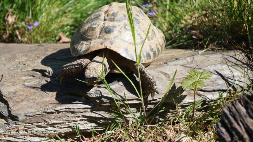 Griechische Landschildkröte in unserem Schildkrötengehege auf einem Schieferstein 