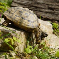 Strukturierung mit Steinen - Natürliche Gestaltung im Schildkrötengehege - Teil 2 Strukturierung mit Steinen - Natürliche Gestaltung im Schildkrötengehege