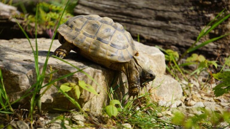 Strukturierung mit Steinen - Natürliche Gestaltung im Schildkrötengehege