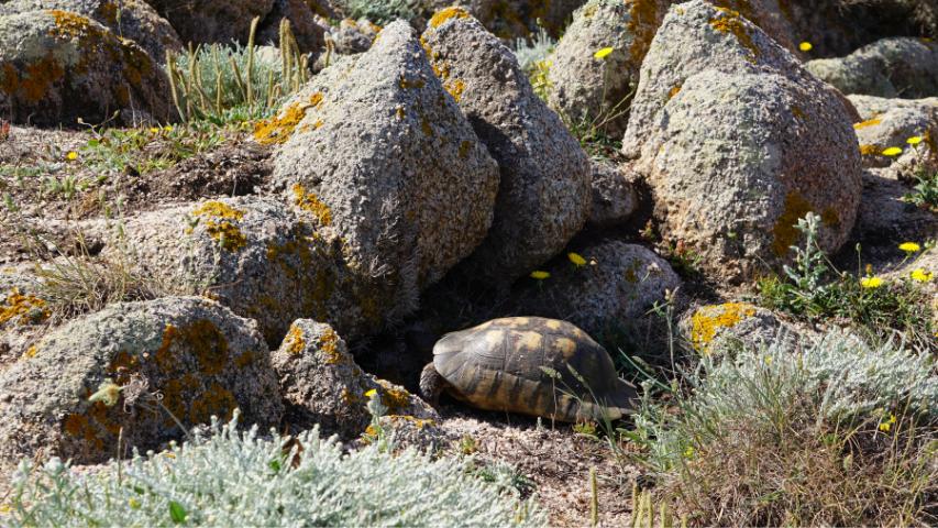 Breitrandschildkröte (Testudo margianta) auf Sardinien