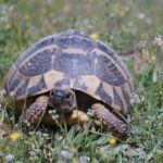 Tag 5 Schildkrötenexkurison Griechenlan