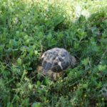 Tag 5 Schildkrötenexkurison Griechenlan