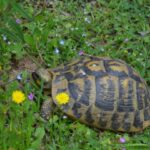 Schildkrötenbeobachtungen auf Korsika