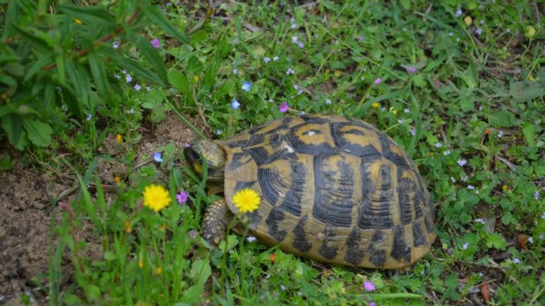 Testudo hermanni hermanni auf Korsika (1)