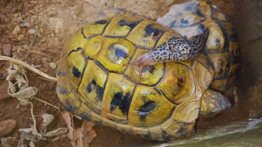 Tigerschnegel im Frühbeet unsrer griechischen Landschildkröten