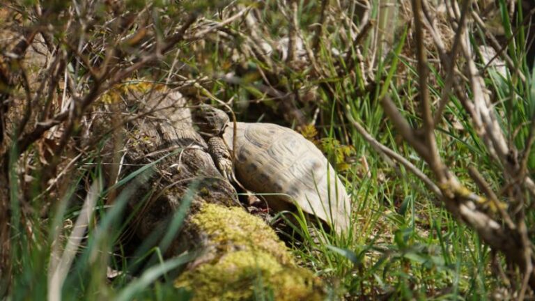 Totholz im Schildkrötengehege - Ein lebendiger Lebensraum