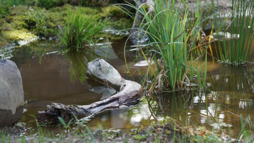 Totholz im Flachwasserbiotop