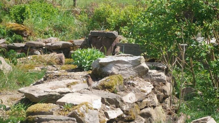 Trockenmauer im Schildkrötengehege