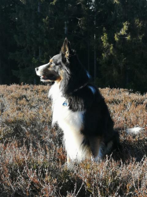 Unser Hund Sammy