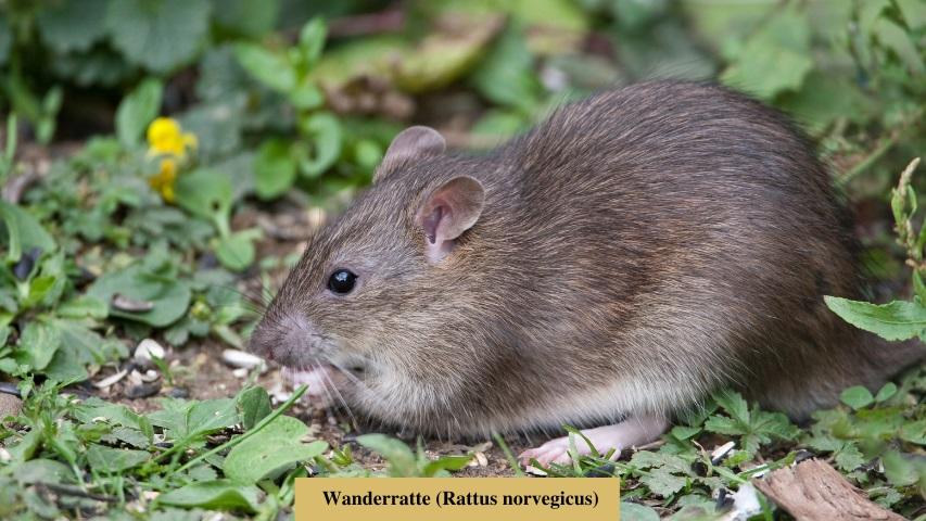 Wanderratte (Rattus norvegicus)