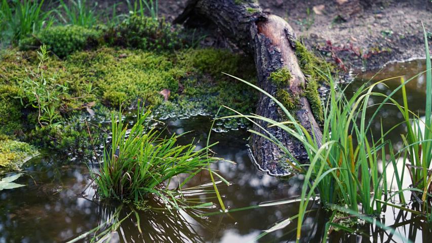 Holz im Wasser