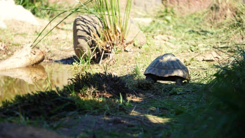 Schildkröte neben dem Flachwasserbiotop