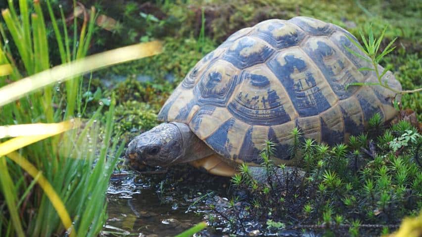 Ein Weibchen unserer griechischen Landschildkröte im Wasser des neuen Biotops