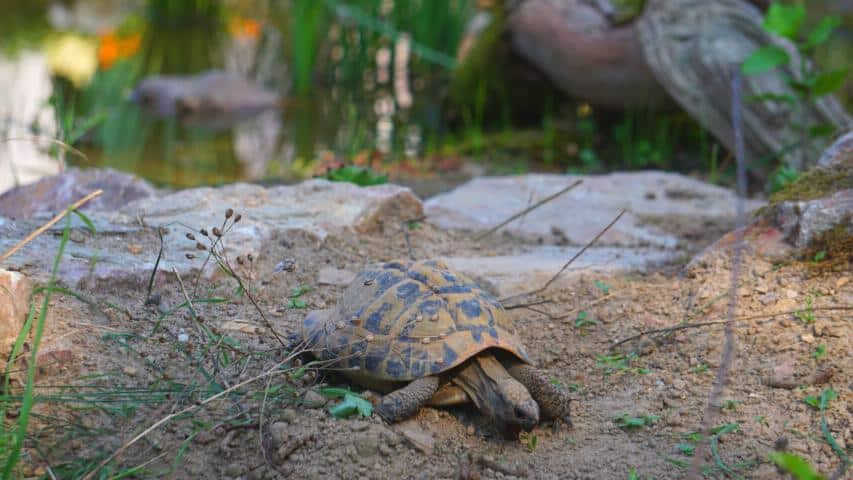 Griechische Landschildkröten beim ersten beschnuppern des Biotops