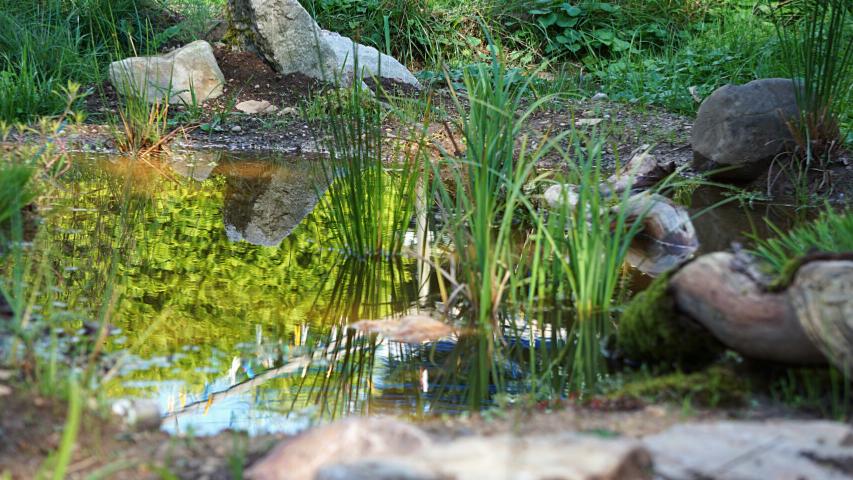 Wasserbinsen