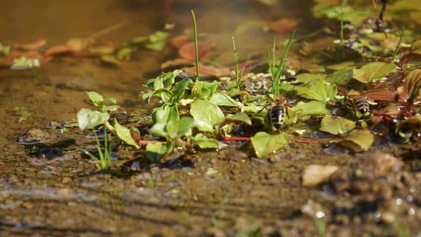 Bienen nehmen das Wasserbiotop dankend an!