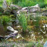 Wasserbiotop für ein Schildkrötengehege (8)