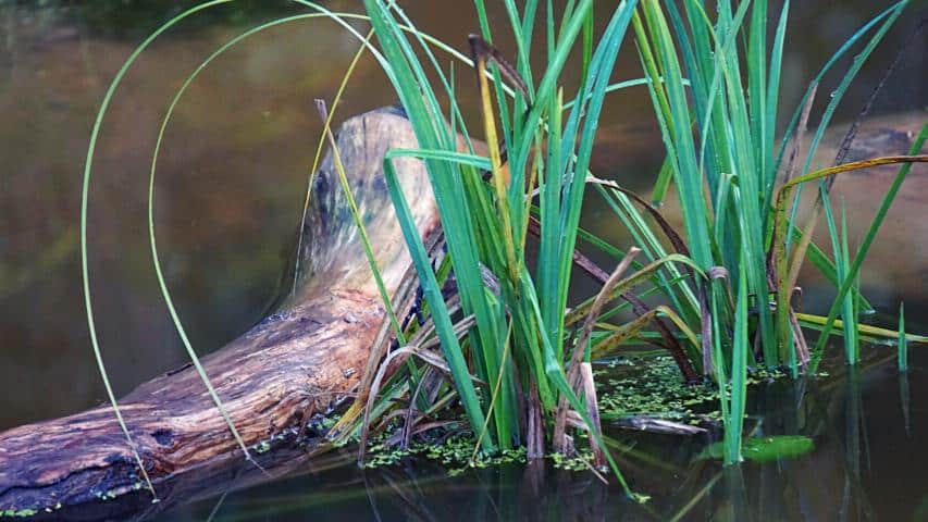Wasserbinse im Biotop