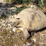 Arbeiten im und am Schildkrötengehege-Monat Mai