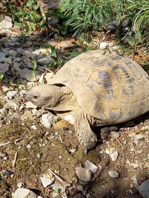 Inkubation-griechische Lnadschildkröte in unserem DSchildkrötengehege