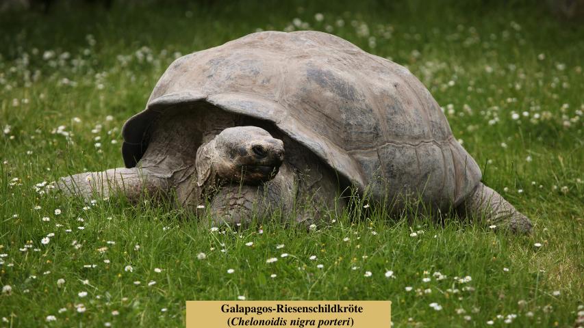 Wie alt werden Schildkröten? - Galapagos-Riesenschildkröte