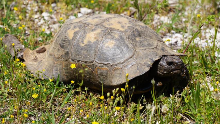 Wie alt werden Schildkröten? Breitrandschildkröte (Testudo marginata) in Griechenland