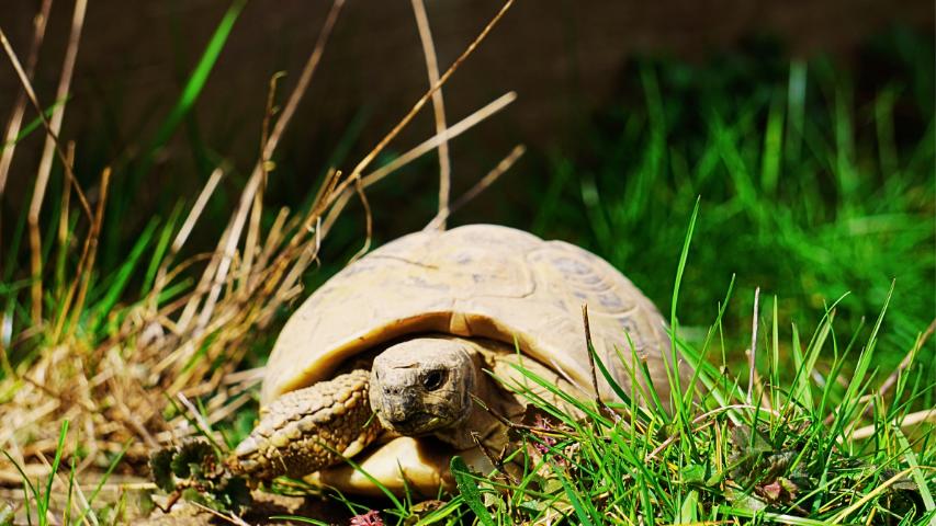 Wie alt werden Schildkröten ? - Unsere Susi im Schildkrötengehege