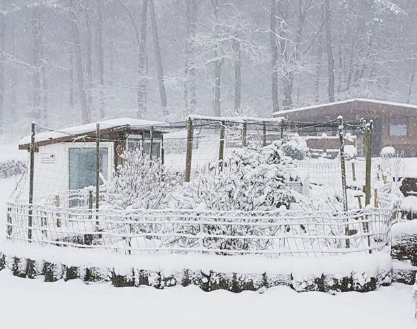 Schildkrötensaison 2020-Wintereinbruch am 27.02.2020