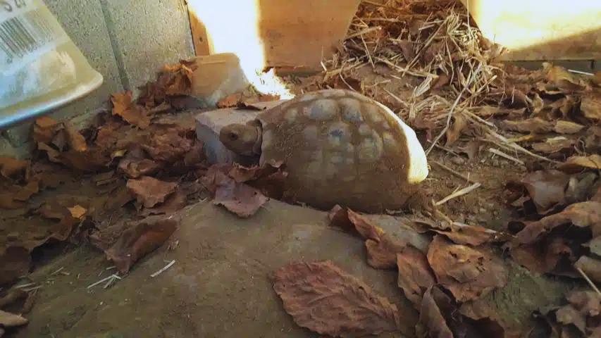 Landschildkröten überwintern - Unsere Susi an einem warmen Tag im Februar