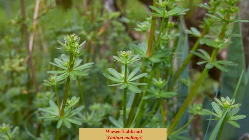 Zeigerpflanzen - Wiesenlabkraut