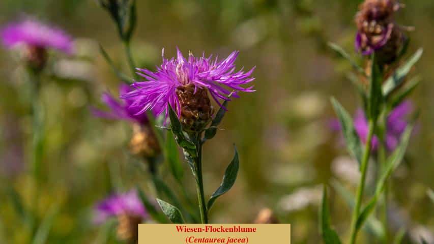 Zeigerpflanzen - Wiesen-Flockenblume