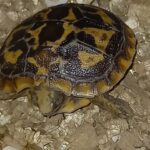 Schlüpfling Spaltenschildkröte