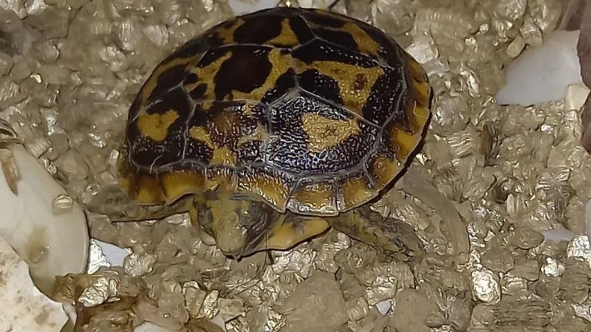 Schlüpfling Spaltenschildkröte