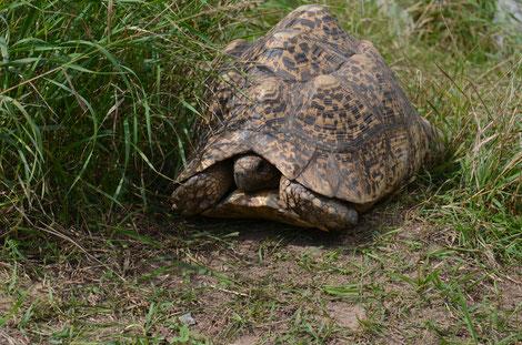 großes Gehege zur Haltung von Afrikanischen Schildkröten (Geochelone pardalis babcocki)