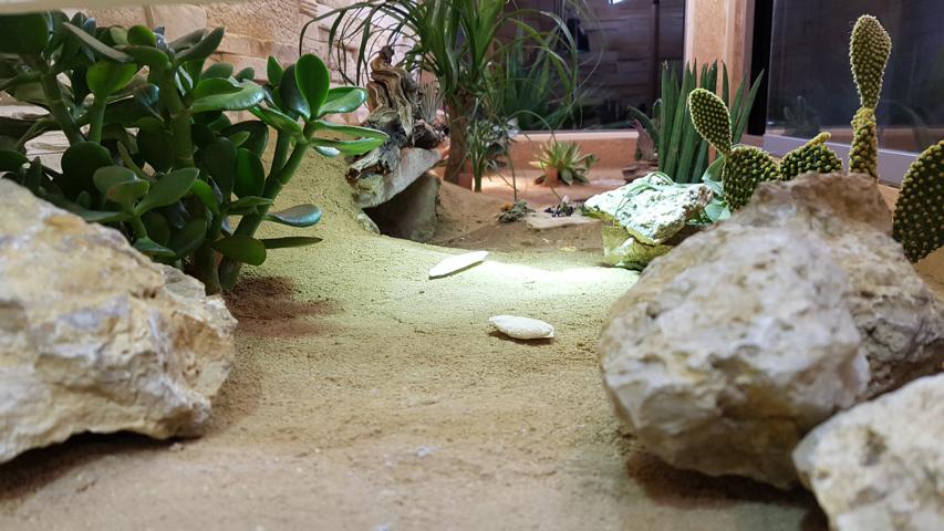 Terrarium für Schildkröten - Innengehege Testudo kleinmanni