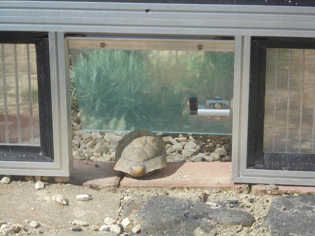 Frühbeet für Schildkröten Gedanken und 7 Expertenmeinungen