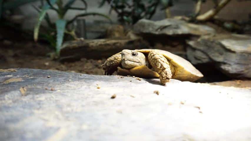 Männchen ostafrikanische Spaltenschildkröte