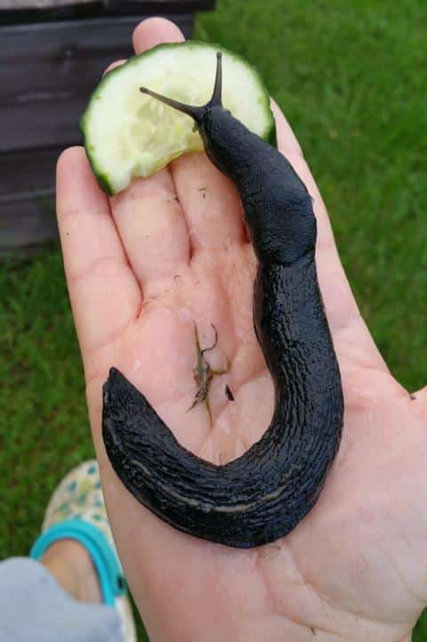 Schwarzer Schnegel (Limax cinereoniger )