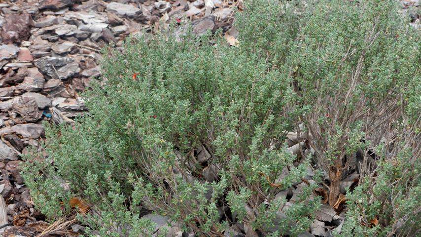 Gehegepflanze-nEchter Thymian (Thymus vulgaris)