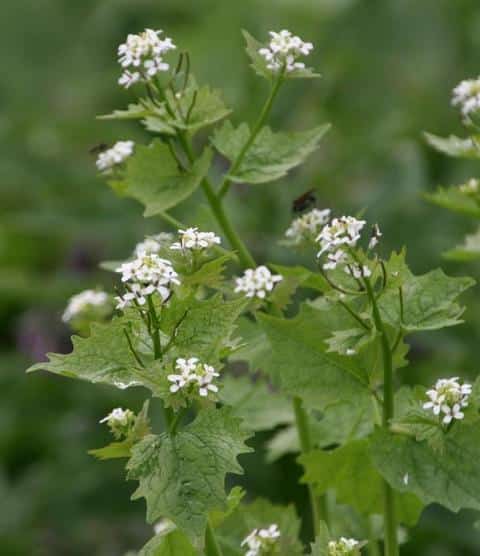 Wildkräuter-Knoblauchrauke