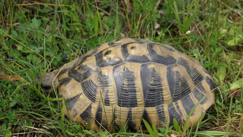 Was fressen Schildkröten? Griechische Landschildkröte (Testudo hermanni boettgeri) im Pinios-Delta, Griechenland