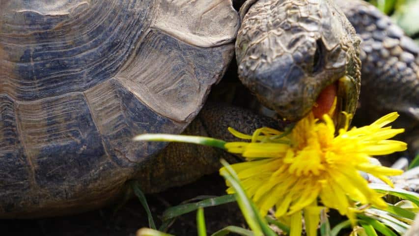 Was fressen Schildkröten? Eine griechische Landschildkröte beim Fressen einer Löwenzahnblüte in unserem Schildkrötengehege